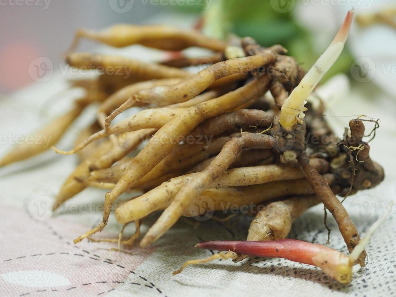 krachai boesenbergia ingerroot galanga menor ou gengibre chinês erva culinária da china foto