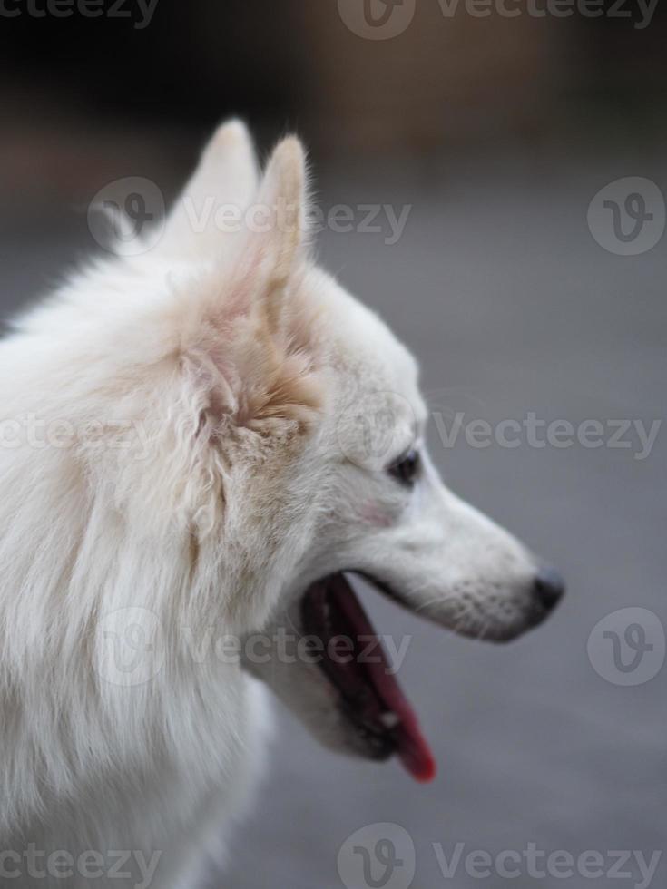 cão branco, spitz japonês foto