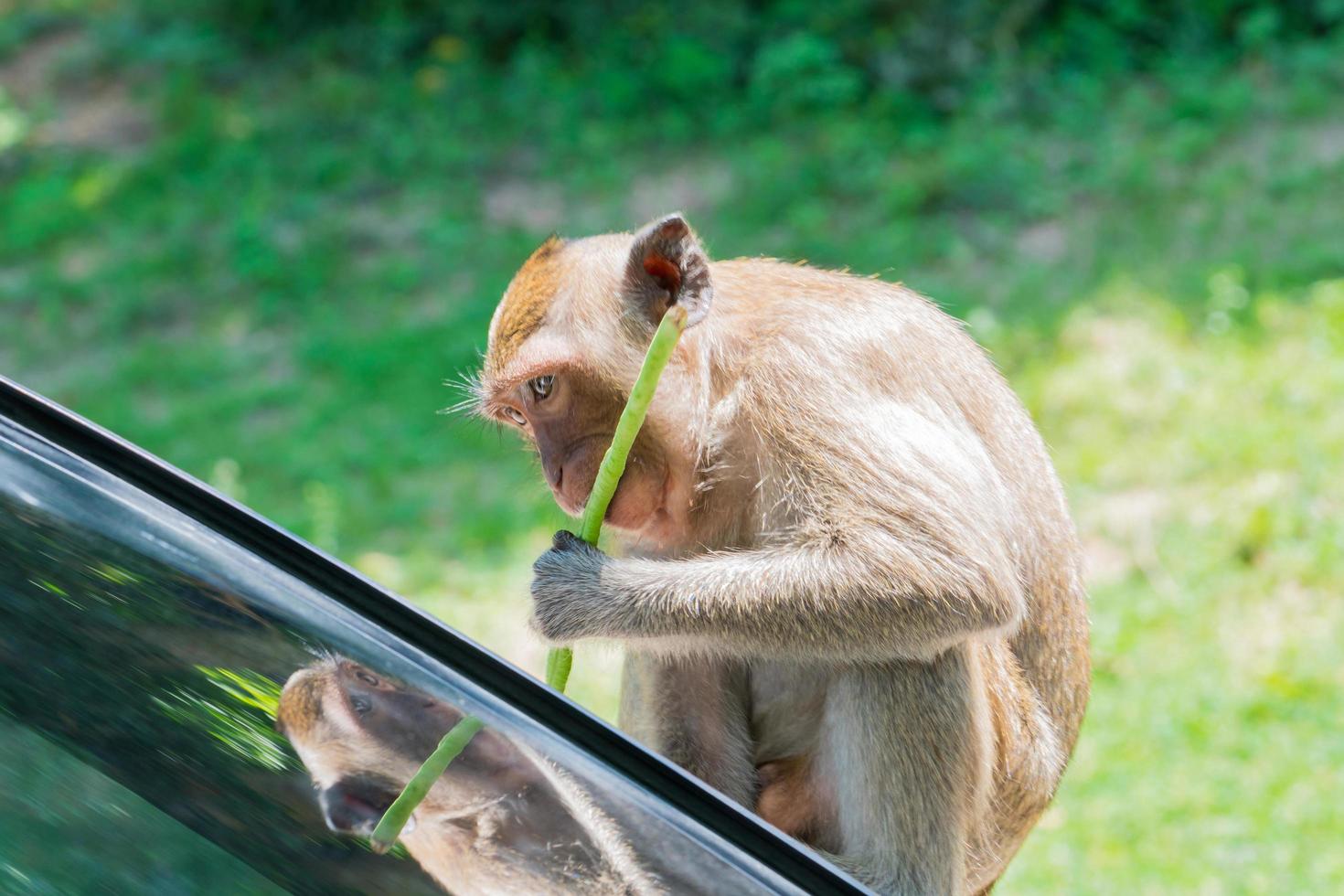 o macaco come os feijões longos enquanto está sentado no capô. foto