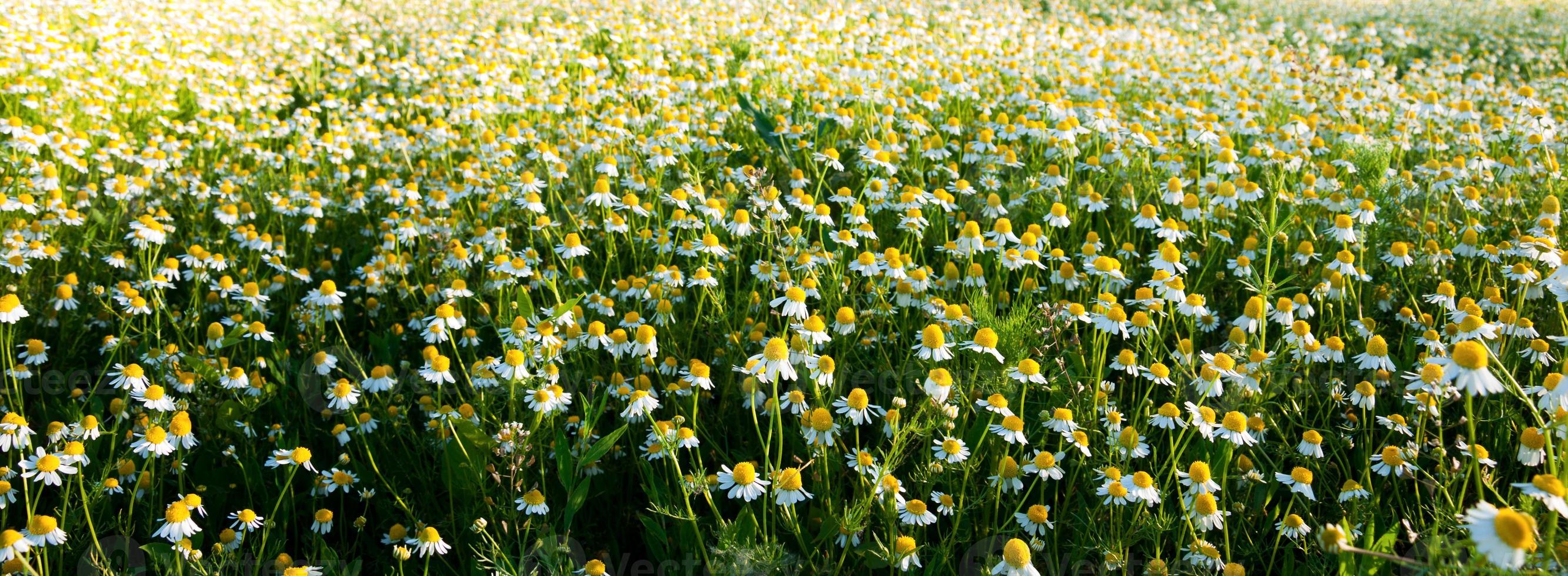 campo de flores de camomila. textura de flor foto