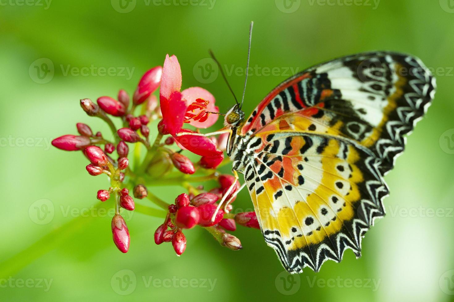 borboleta leopardo polinizando flor com fundo verde natureza foto