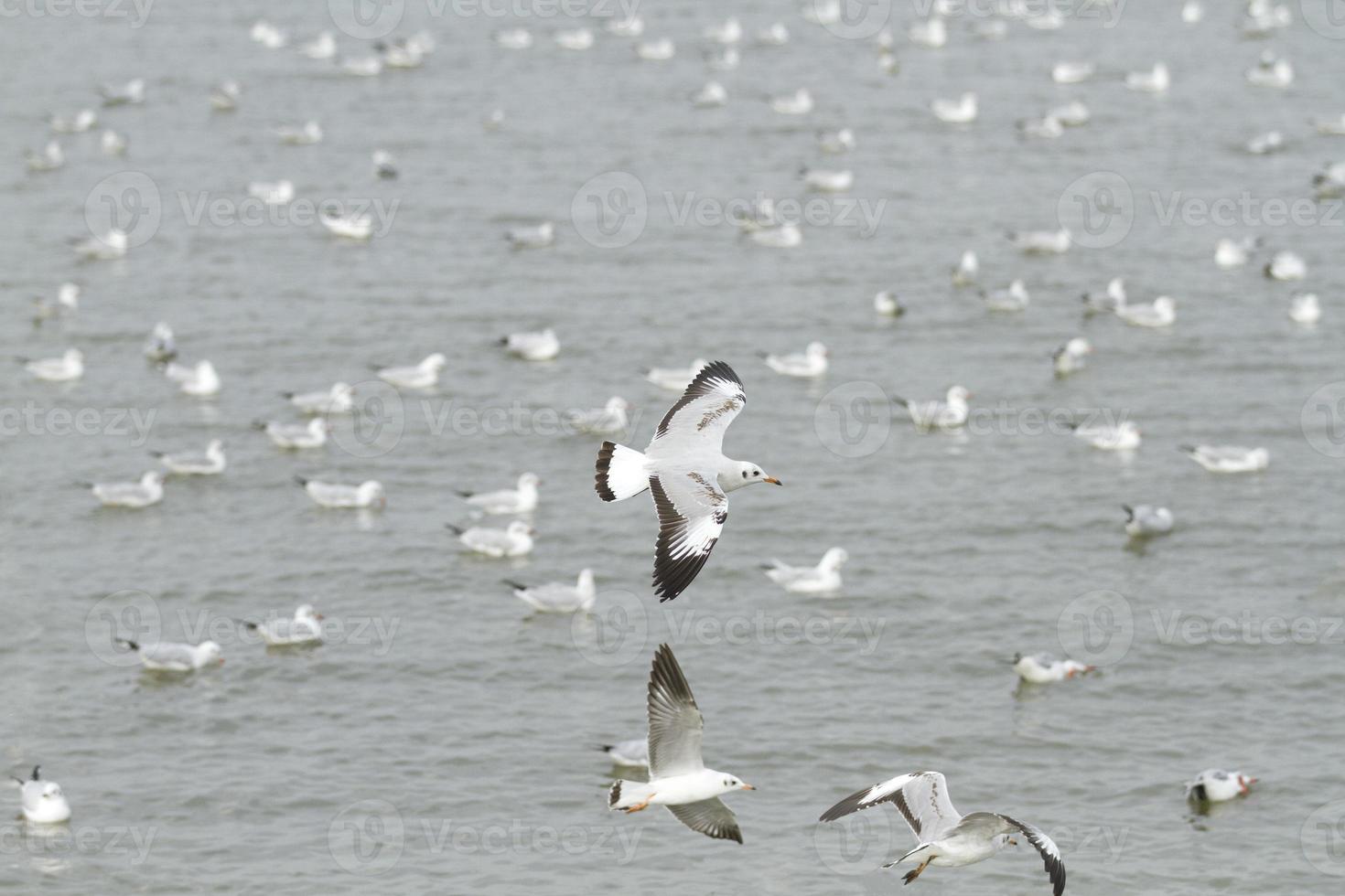 bando de gaivotas voando à beira-mar foto