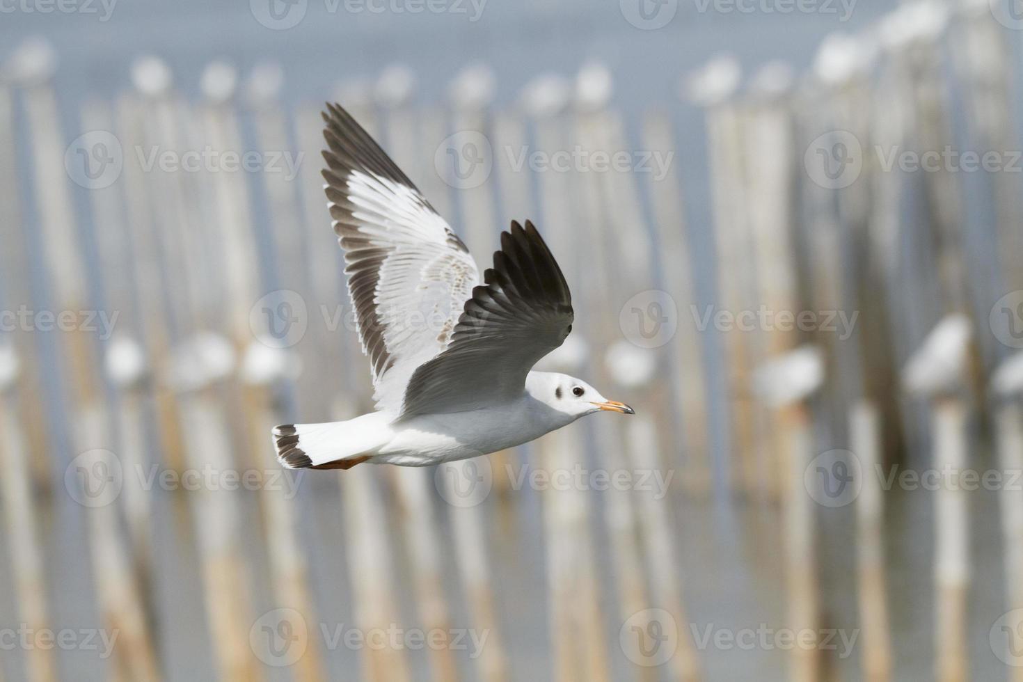 gaivotas voando à beira-mar foto