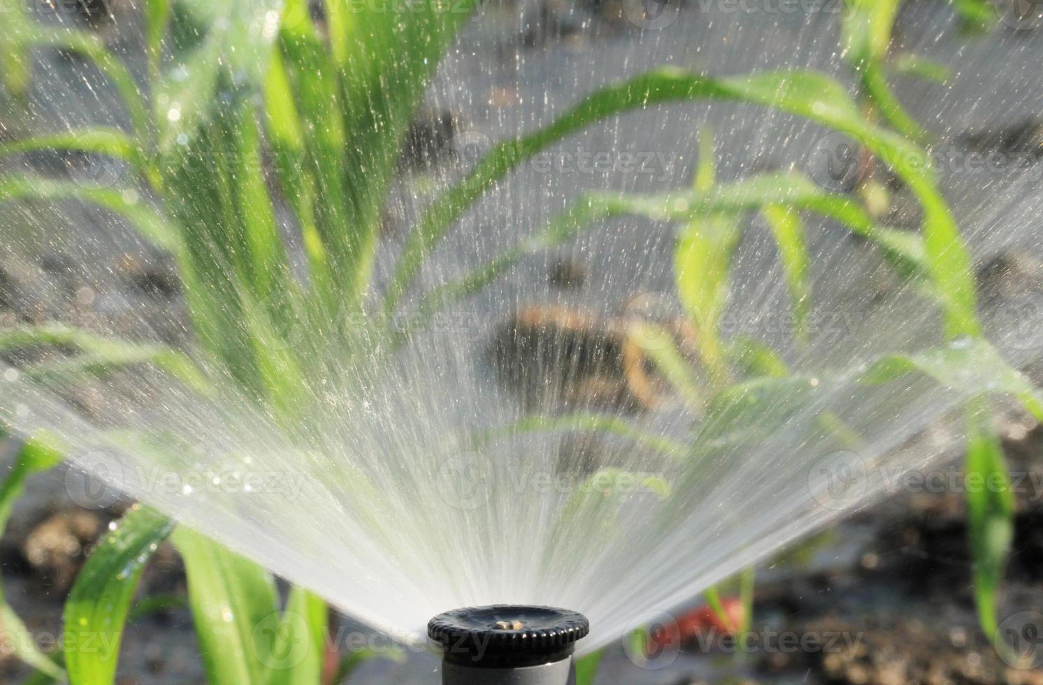 sistema de irrigação molhando a planta verde foto