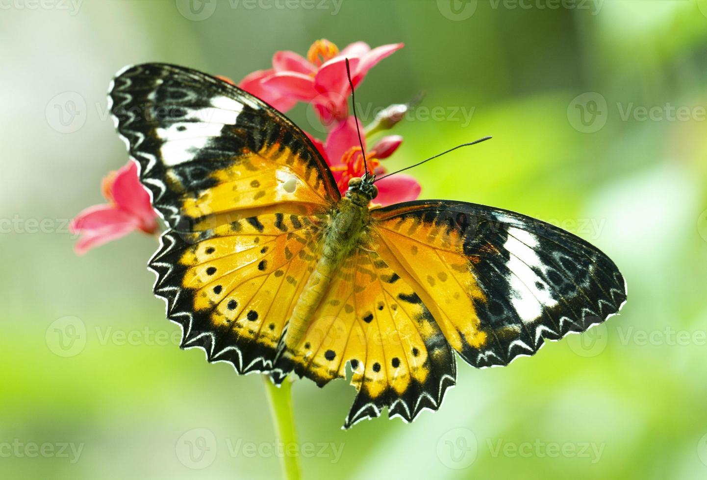 borboleta leopardo crisopídeo, cethosia cyanae, na flor vermelha foto