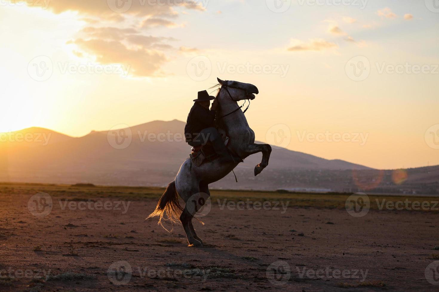 criação de cavalos no campo kayseri, turquia foto