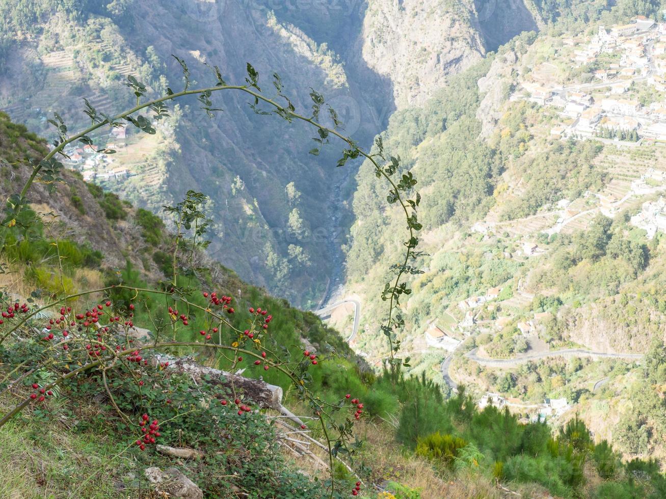 ilha da madeira em portugal foto