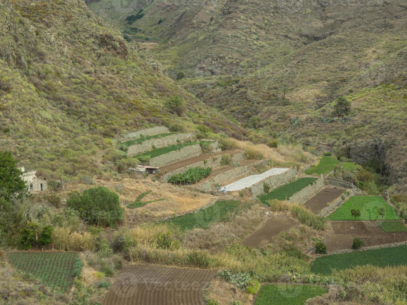 a ilha de tenerife foto