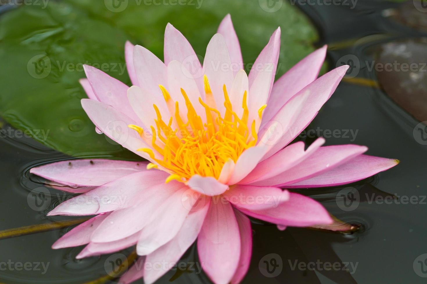 Flor de Lotus foto