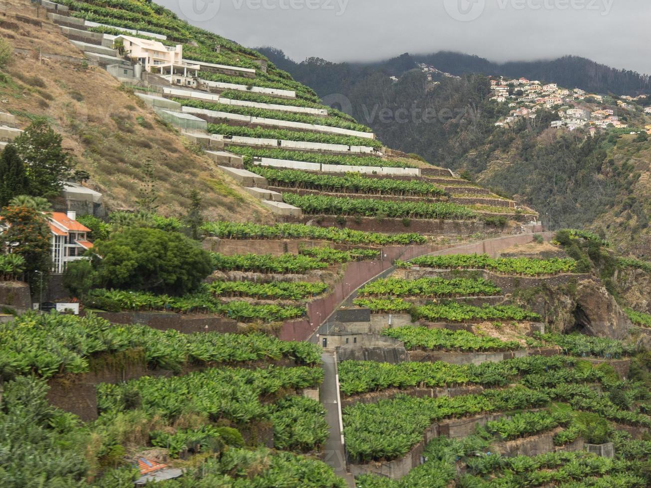 a ilha portuguesa madeira foto