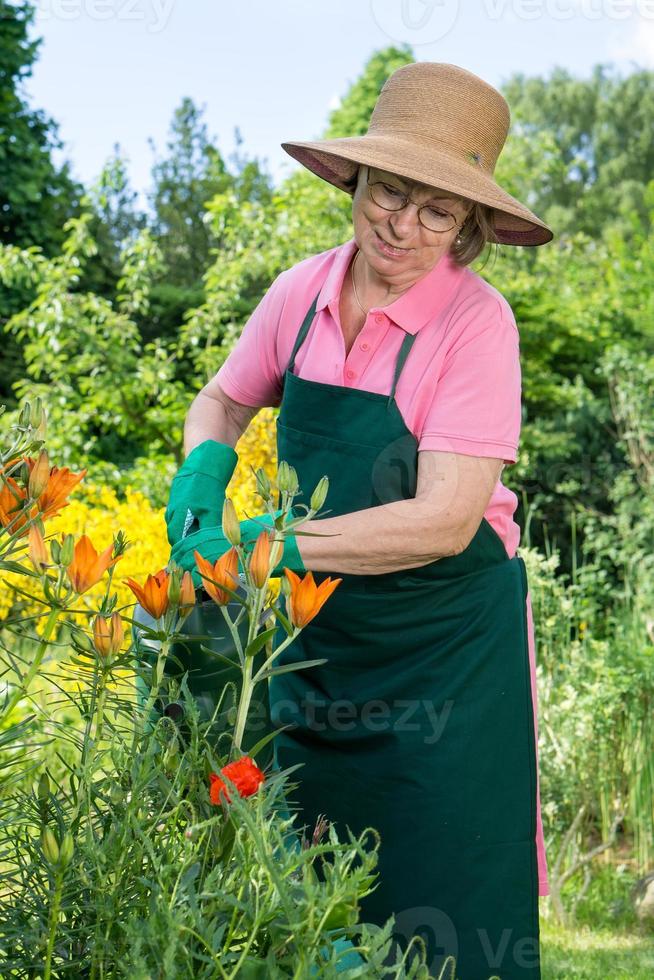 mulher de meia idade regando lírios laranja. foto