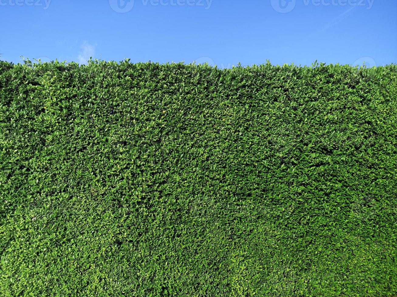 textura de parede de grama verde e céu azul brilhante foto