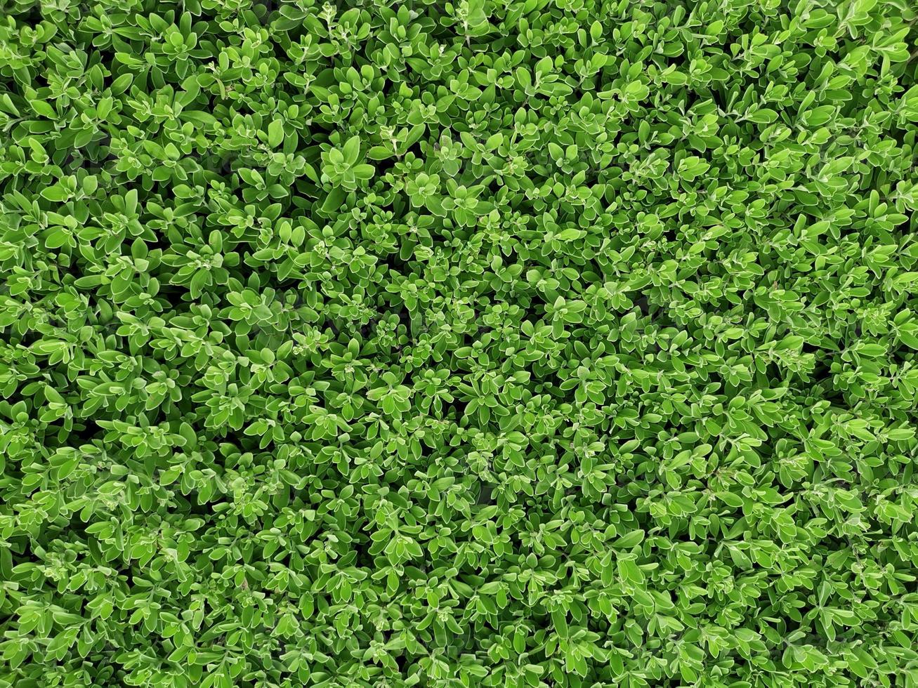 textura de parede de grama verde para design de pano de fundo e parede ecológica e cortada para obras de arte foto