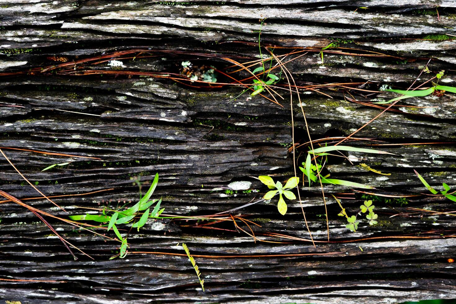 a textura natural da casca para o fundo. a casca de uma velha árvore com textura em relevo e musgo. foto