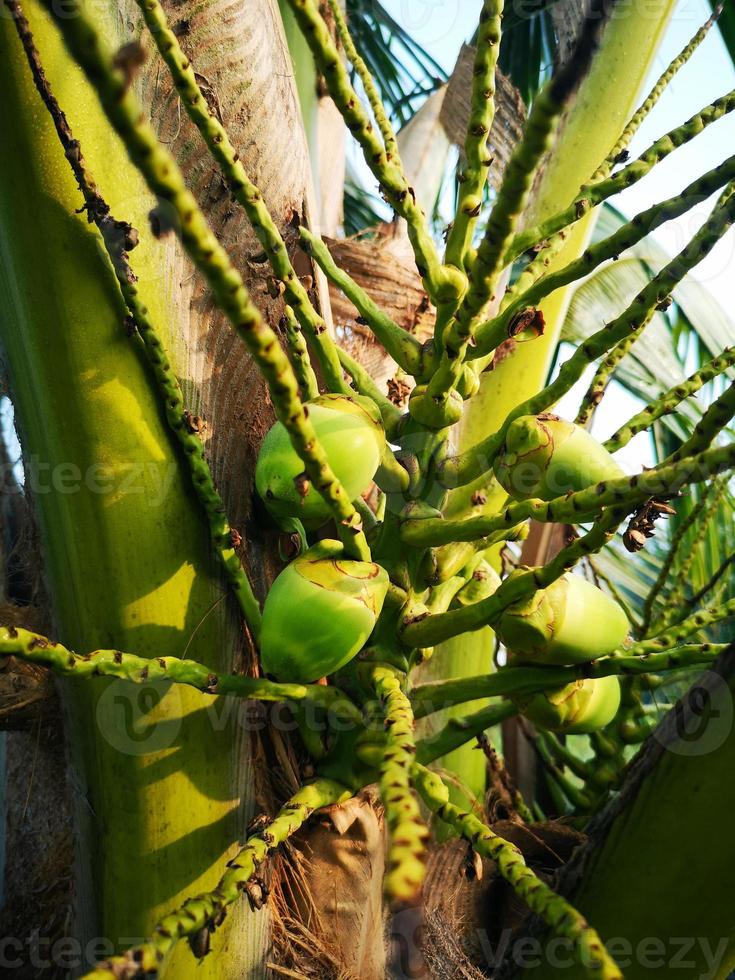 fruta de coco, close-up bando de cocos verdes frescos aglomerados na palmeira, fundo da natureza foto