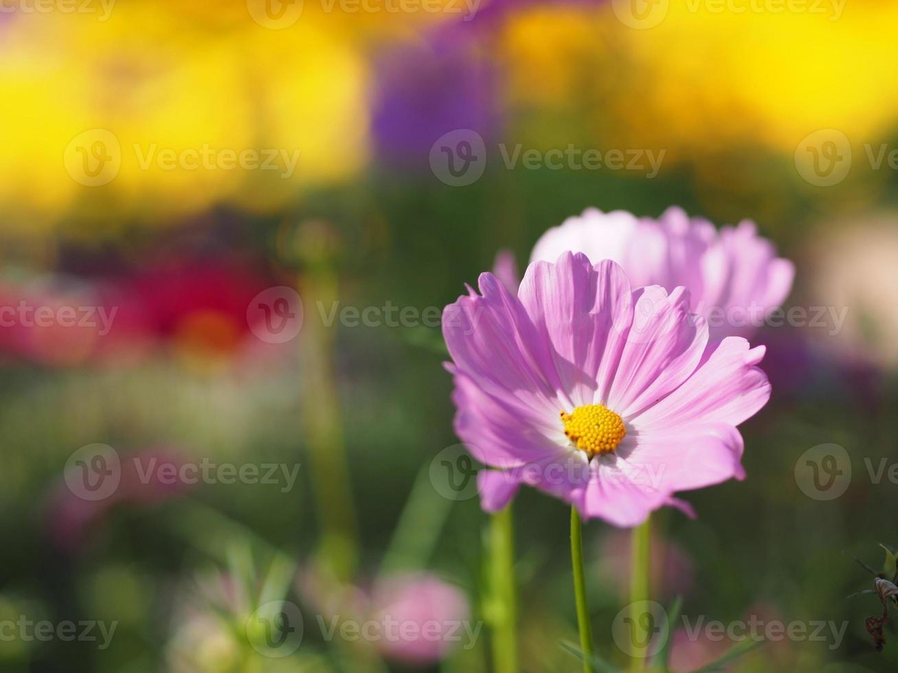 flor de cor rosa, cosmos de enxofre, flores de áster mexicanas estão florescendo lindamente na primavera no jardim, turva do fundo da natureza foto