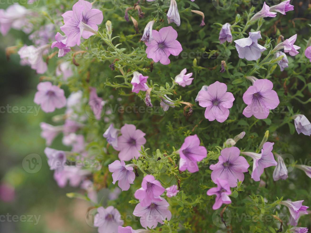 onda cor de cascata rosa solanaceae, vilm híbrido petúnia, grandes pétalas grandiflora singles violeta violeta flor em um pote de plástico florescendo no jardim no fundo da natureza turva pendurado na árvore foto