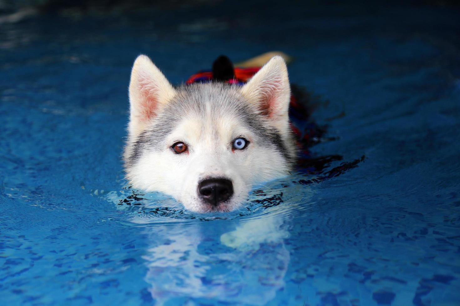 husky siberiano vestindo colete salva-vidas e nadando na piscina. cachorro nadando. foto