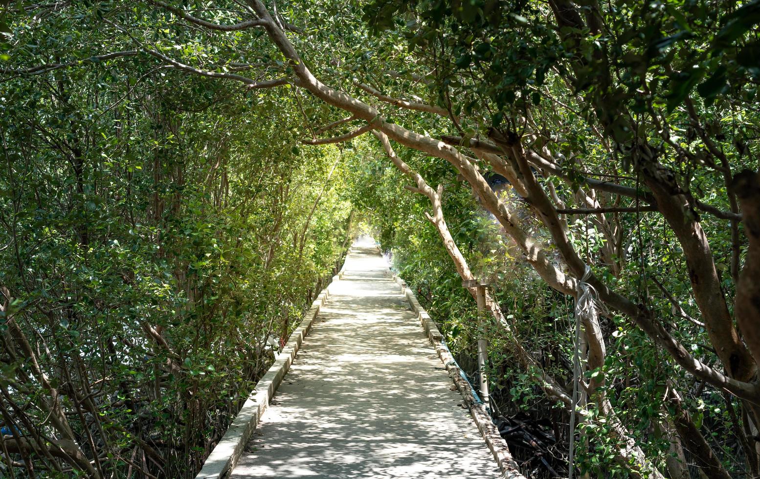 a passarela de madeira em verde mangue floresta azul céu fundo dia ensolarado. manguezais, samut sakorn tailândia. foto