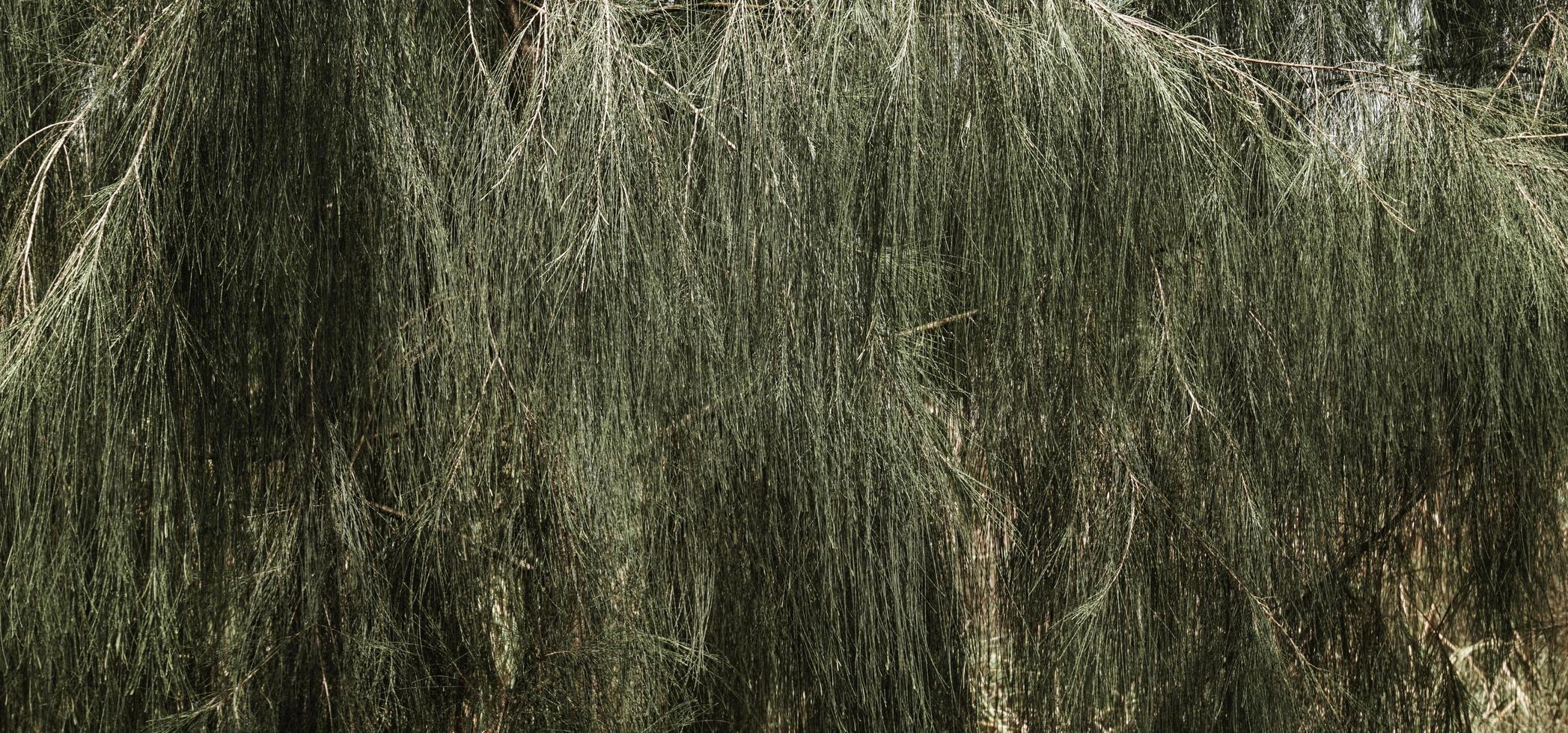 fundo de folha verde tropical, tema de tom escuro. foto