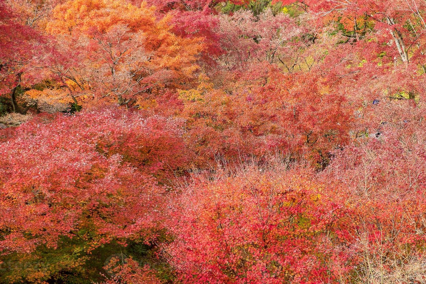 folhas coloridas no jardim no templo tofukuji, marco e famoso por atrações turísticas em kyoto, japão. temporada de folhagem de outono, férias e conceito de viagens foto