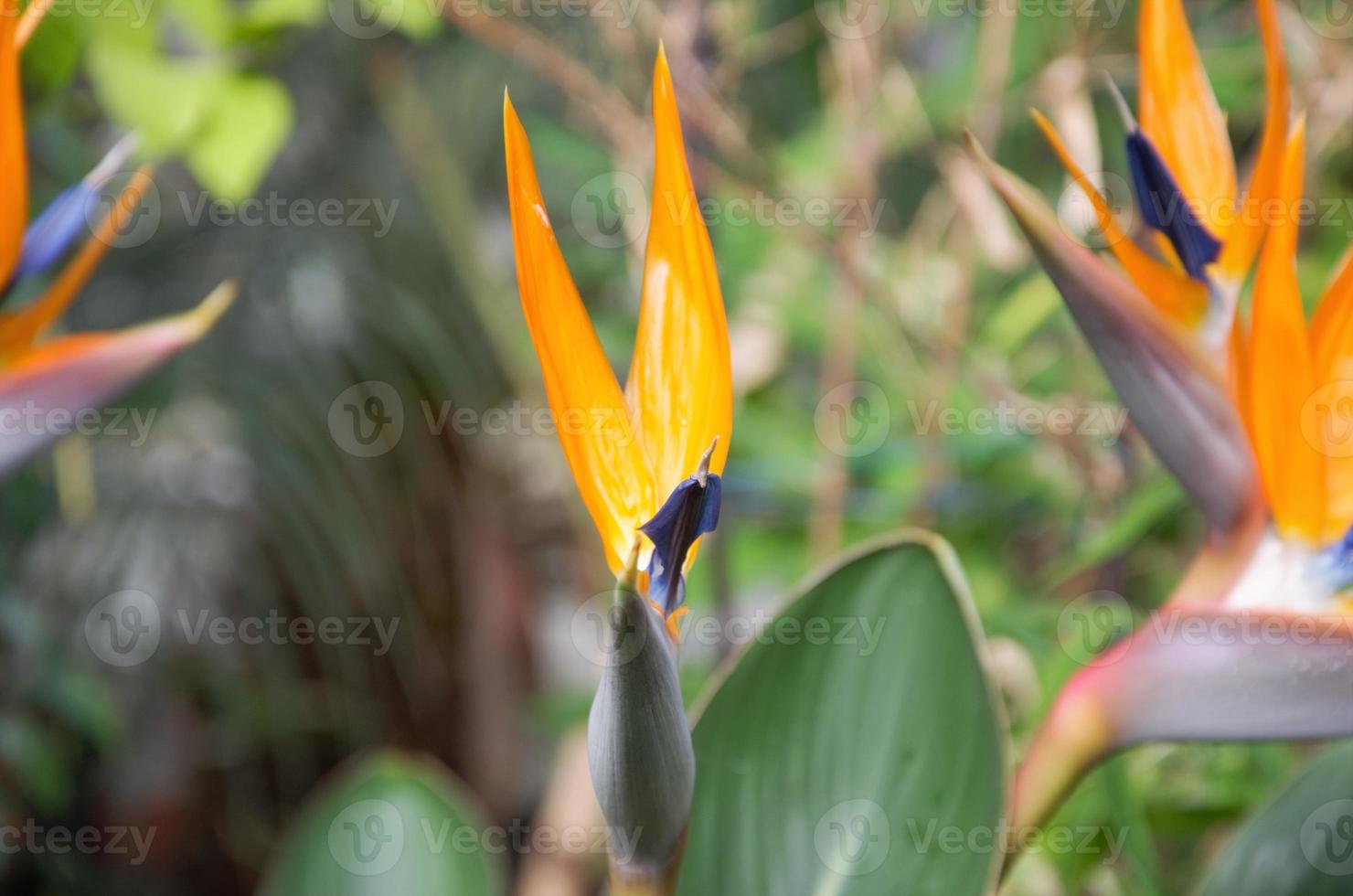 strelitzia é uma bela planta incomum herbácea perene. interessante flor de laranjeira como ave do paraíso foto