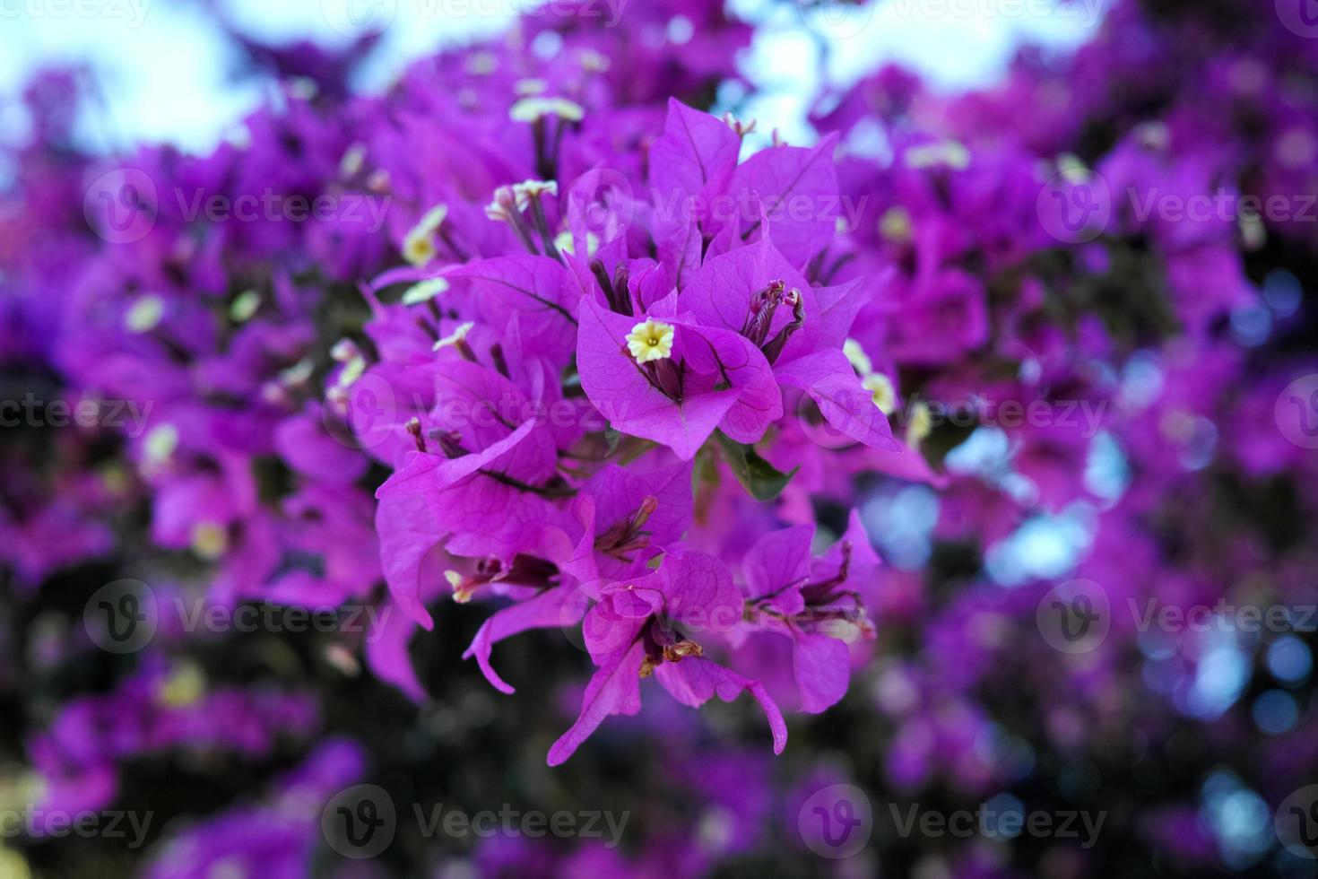 close-up para violeta roxo foto