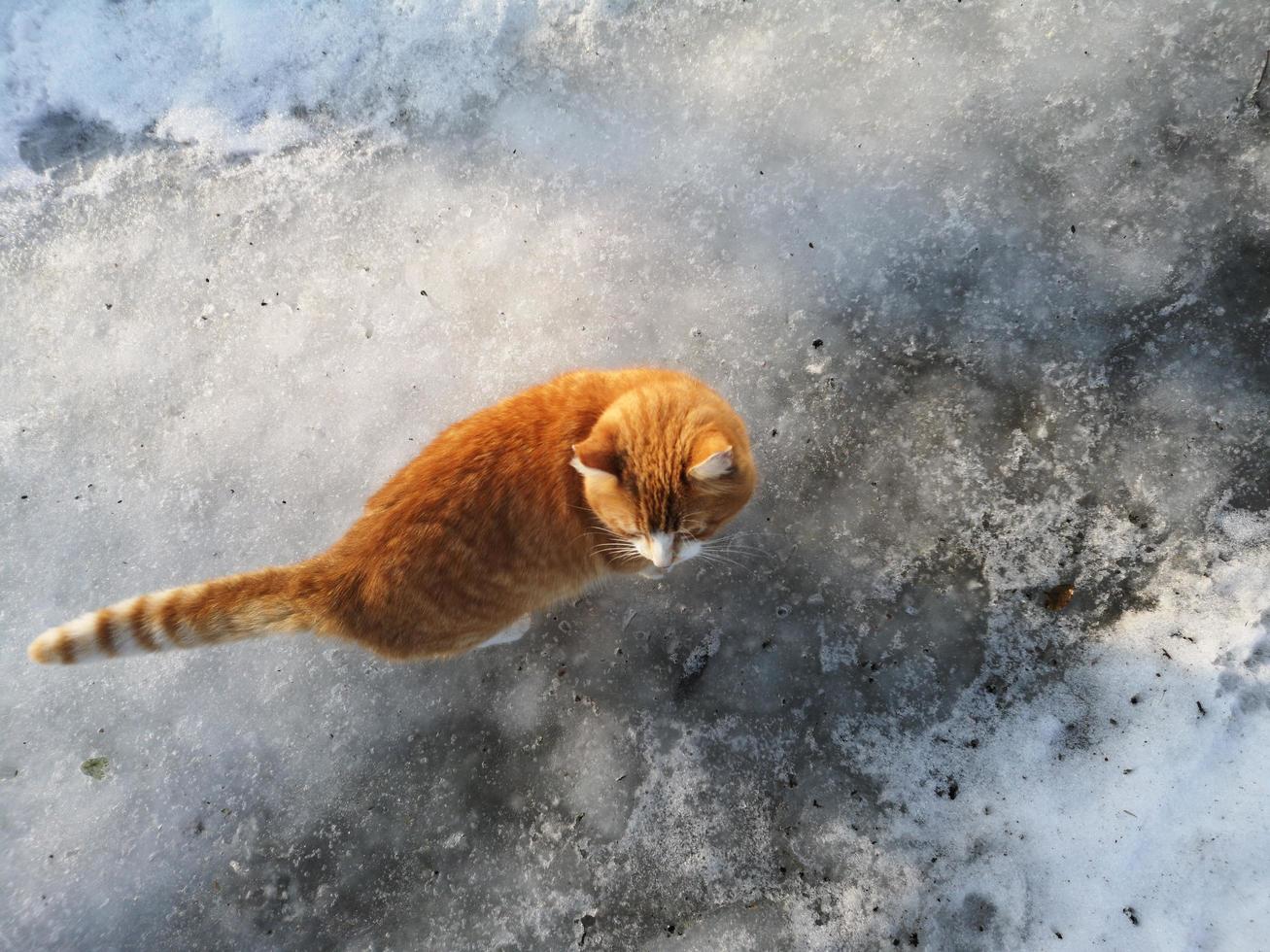 gato vermelho na neve foto