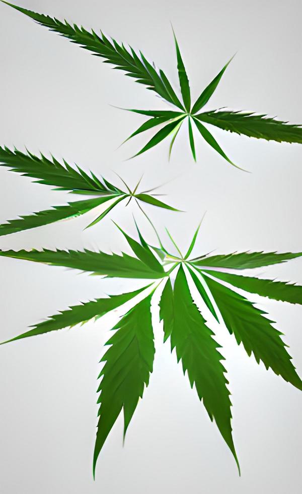 fundo de textura áspera de folha verde de cannabis bom para design gráfico preencher texto agricultura ervas drogas foto