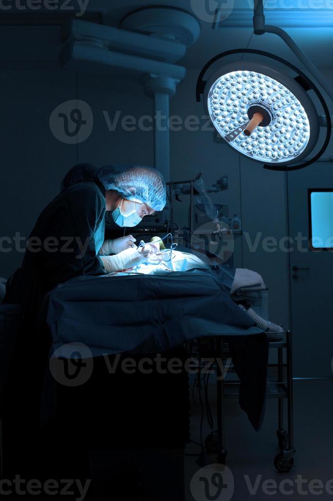 médico veterinário na sala de operação para cirurgia foto