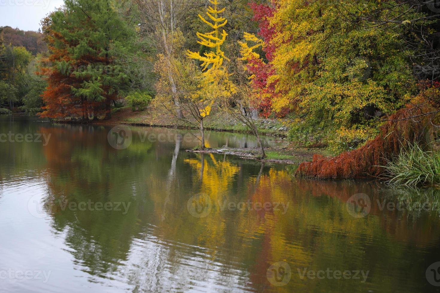 floresta e lago durante o outono foto