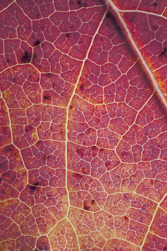 veias de folha de árvore vermelha, cores de outono fundo vermelho foto