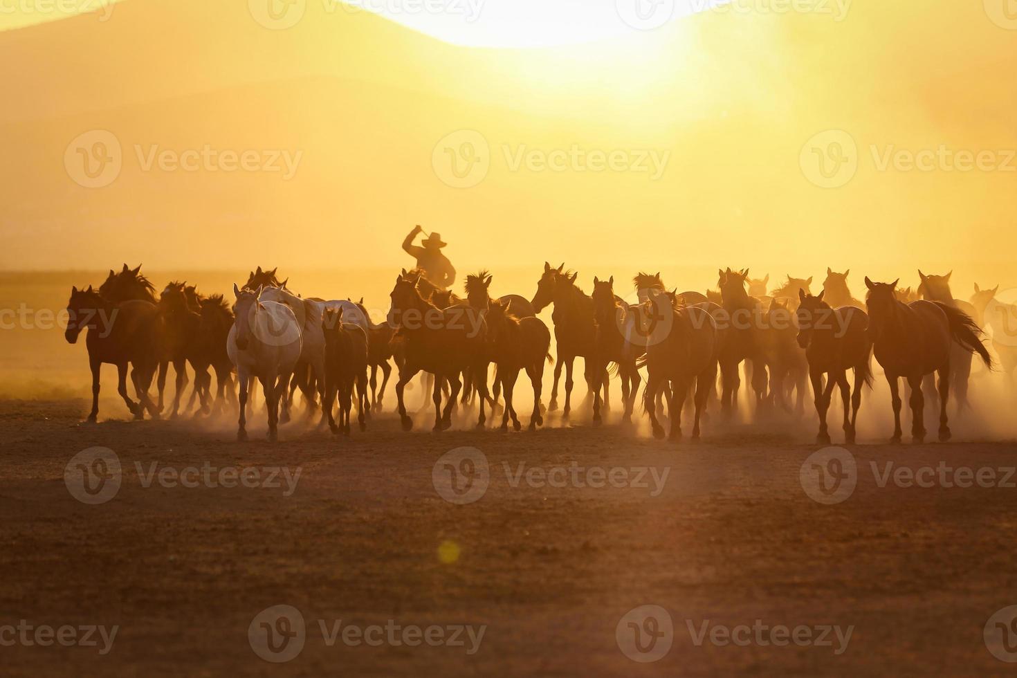 cavalos yilki correndo em campo, kayseri, turquia foto