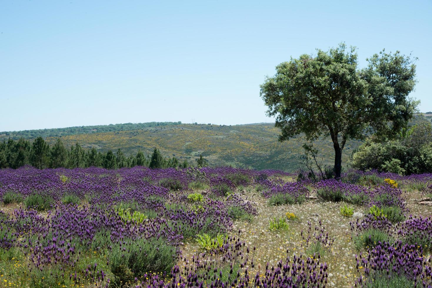 belo campo com lavanda selvagem em flor. árvore do lado direito foto