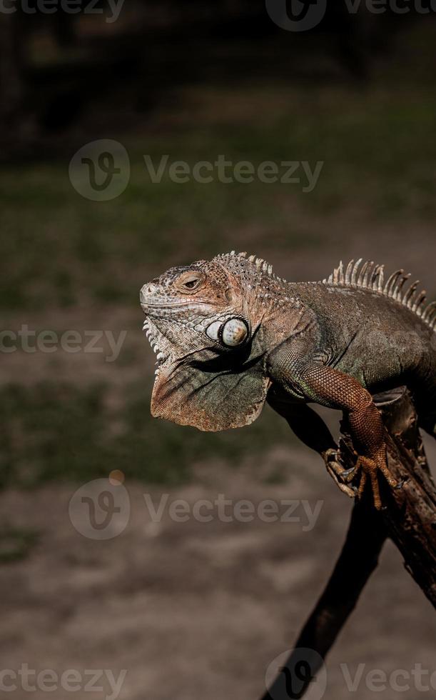 retrato iguana verde do caribe foto