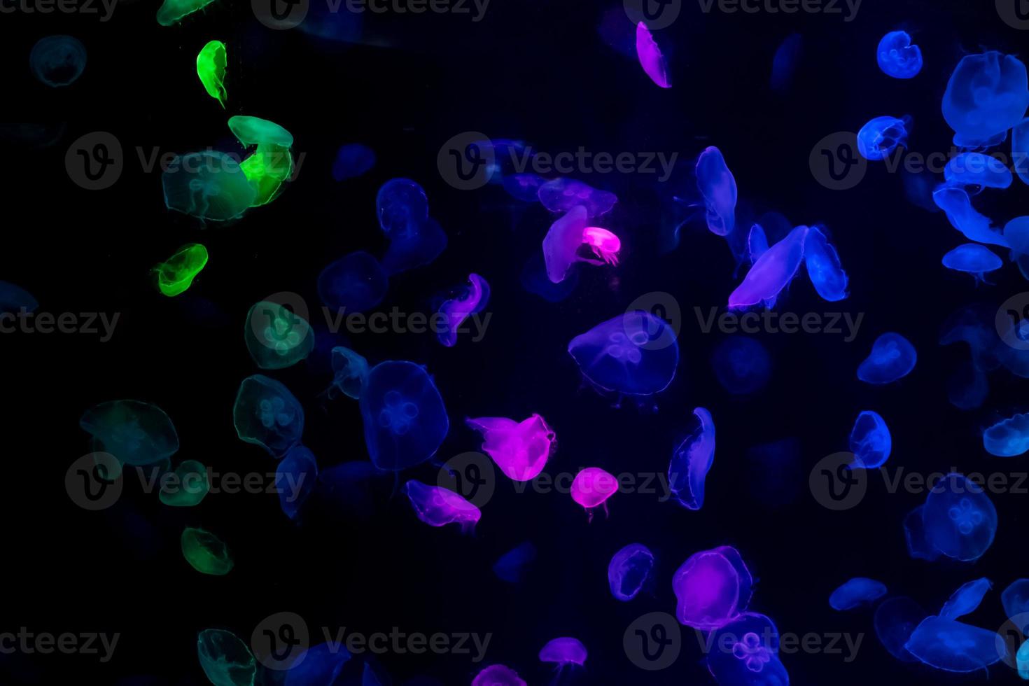 belo reflexo de luz em águas-vivas no aquário foto