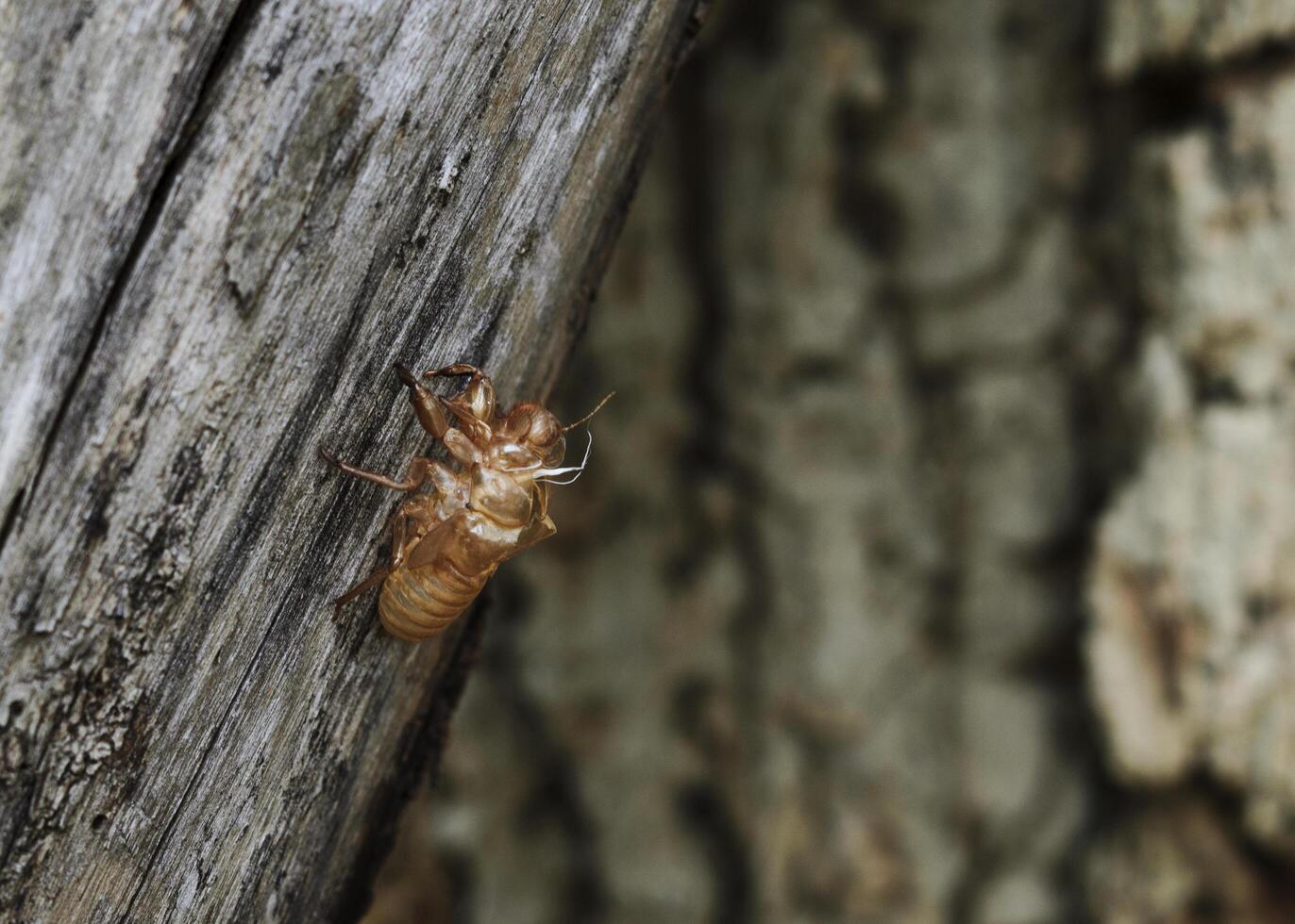 cigarra muda na árvore na natureza foto