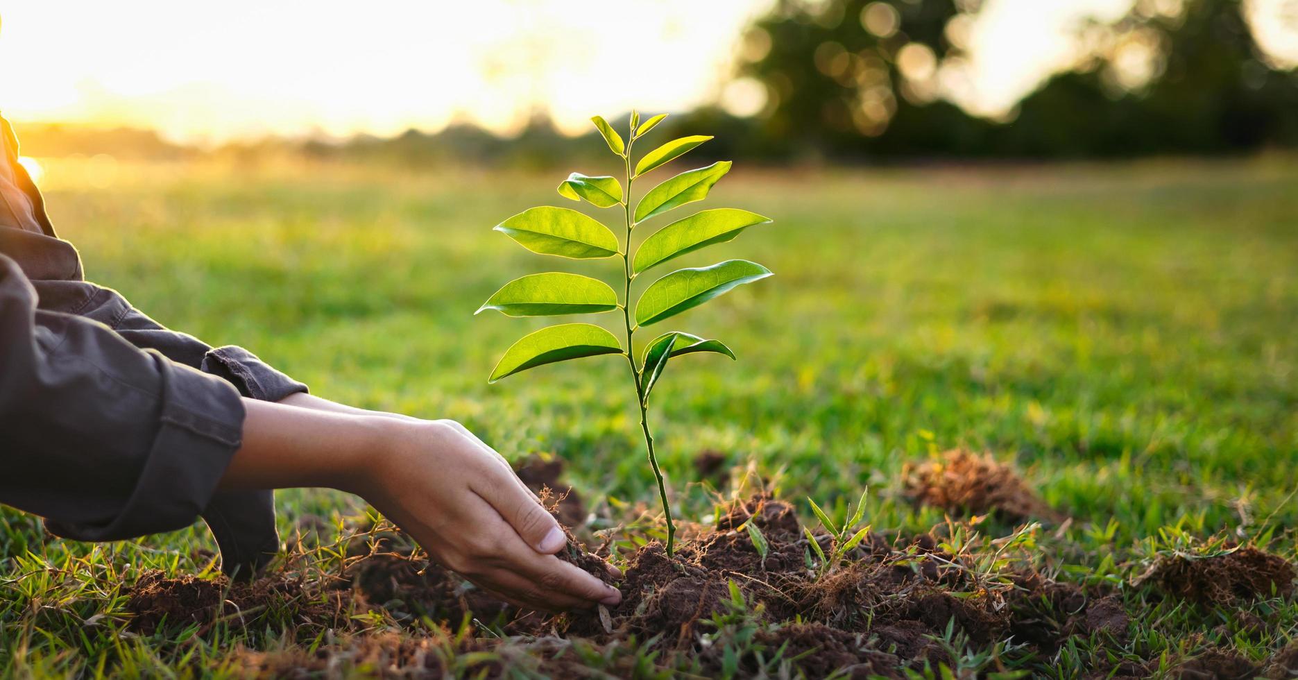 mãos de pessoas plantando pequena árvore no pôr do sol. conceito salvar a terra foto