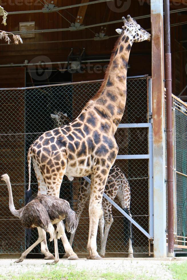 uma girafa de pescoço comprido e alto vive em um zoológico foto