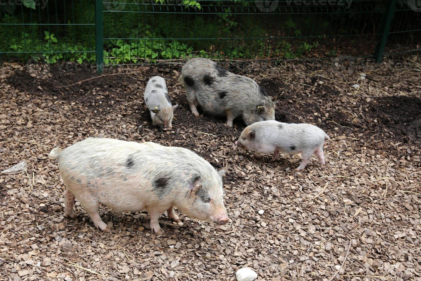 porco engordado em uma fazenda de porcos foto