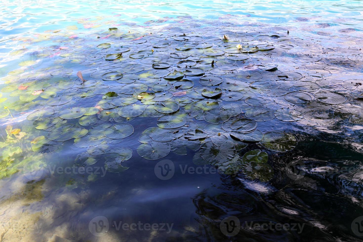 belas margens do lago bled na eslovênia foto