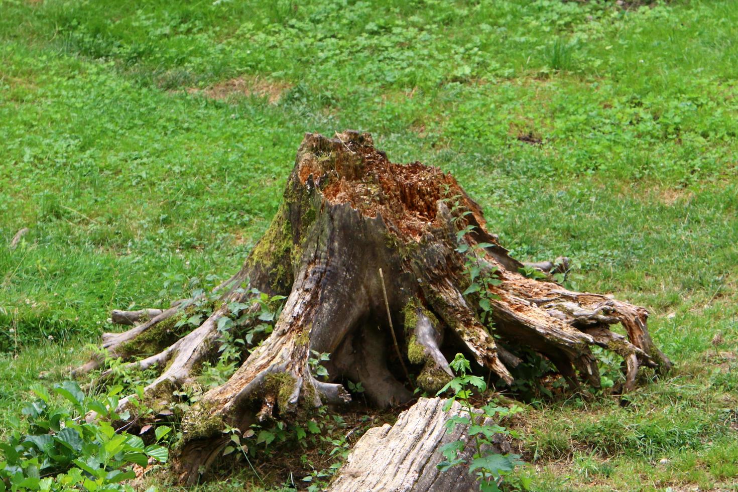 toco velho e podre no parque da cidade foto