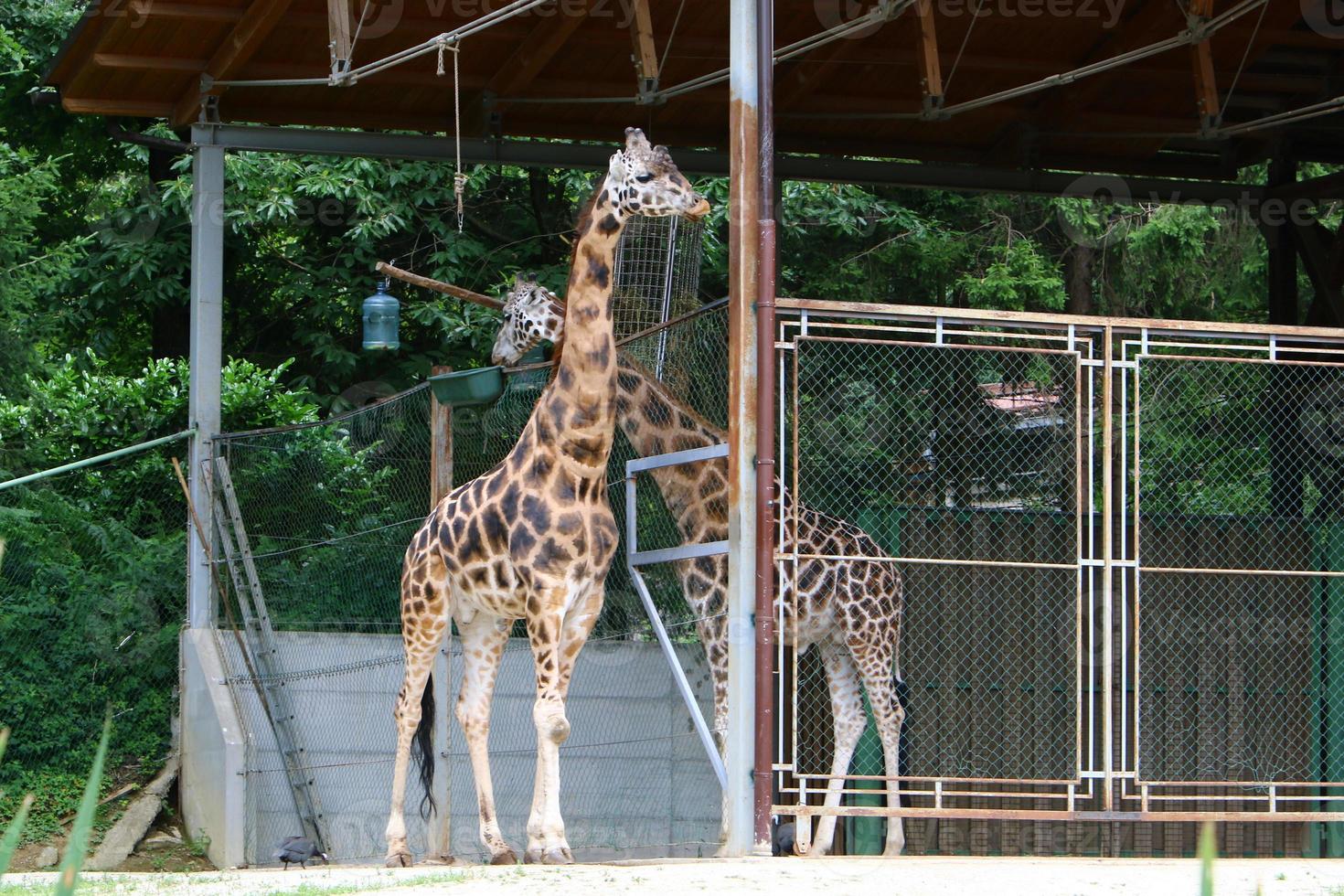 uma girafa de pescoço comprido e alto vive em um zoológico foto