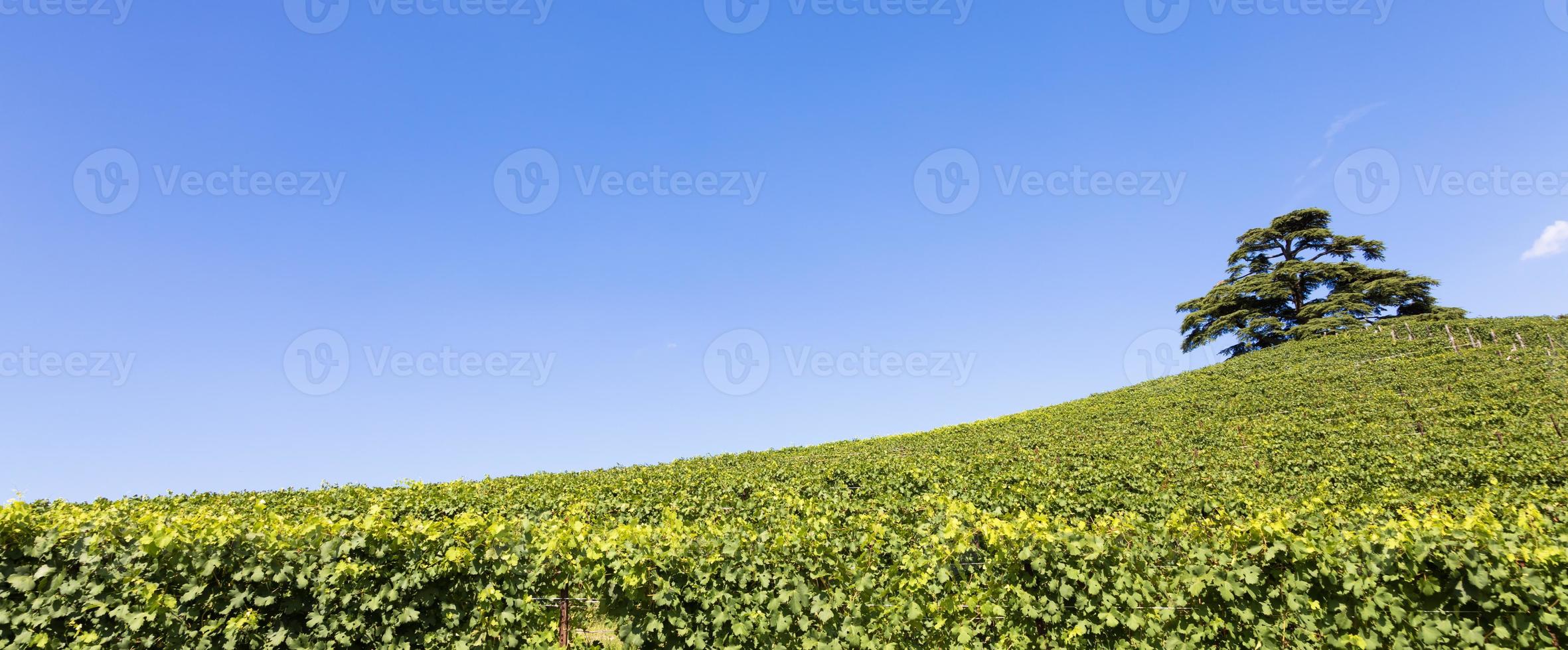 paisagem panorâmica na região de Piemonte, Itália. colina cênica da vinha perto da cidade de barolo. foto