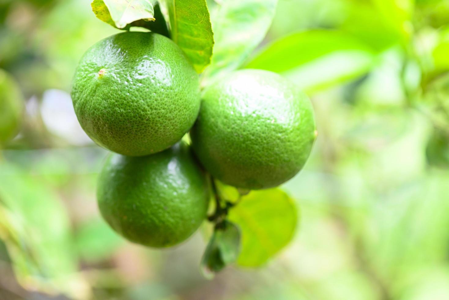 limas verdes em uma árvore, frutas cítricas de limão fresco, alta vitamina c na fazenda de jardim agrícola com fundo verde natureza borrão no verão foto