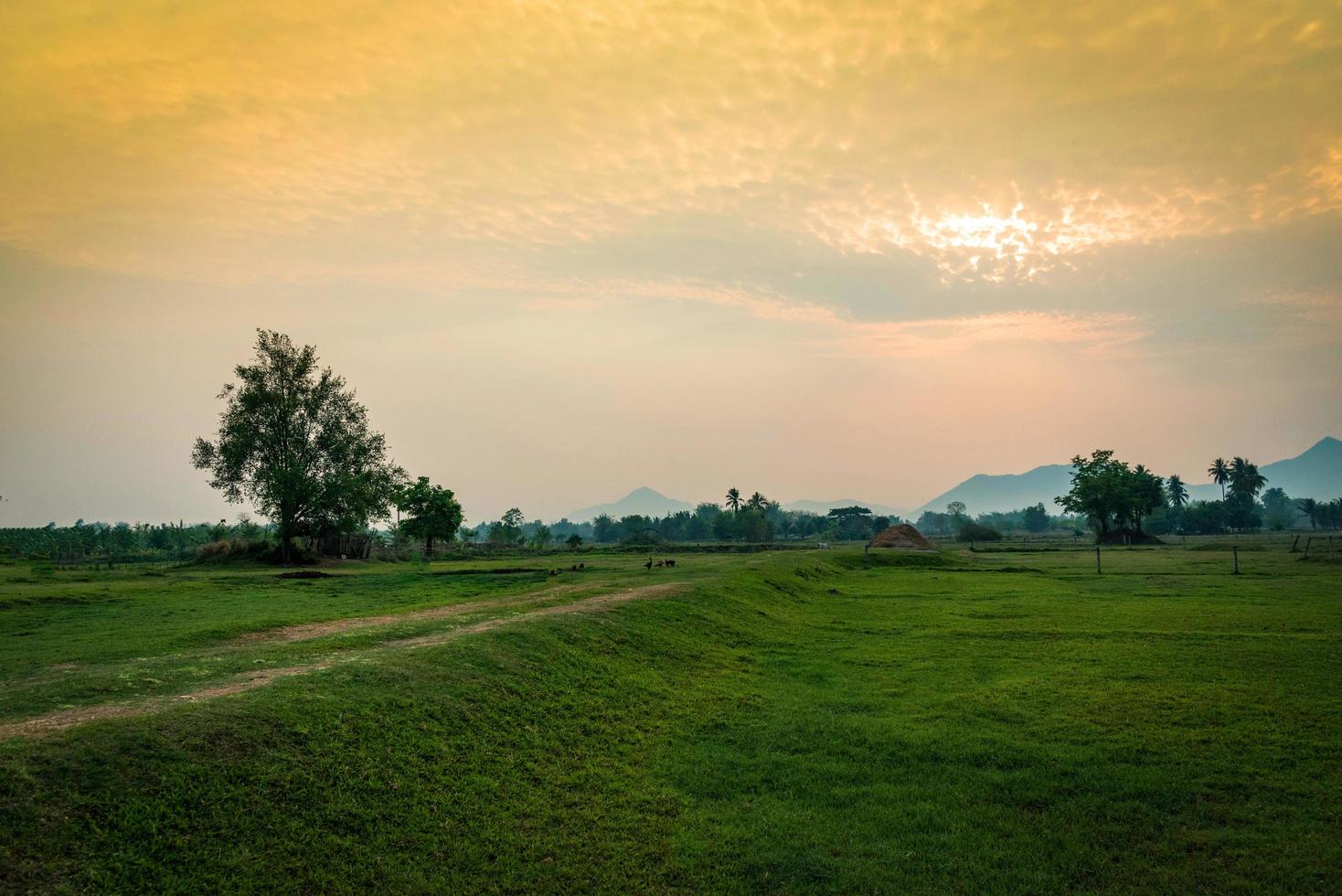 campo de paisagem rural com árvore e prado verde ao pôr do sol fazenda agricultura país foto