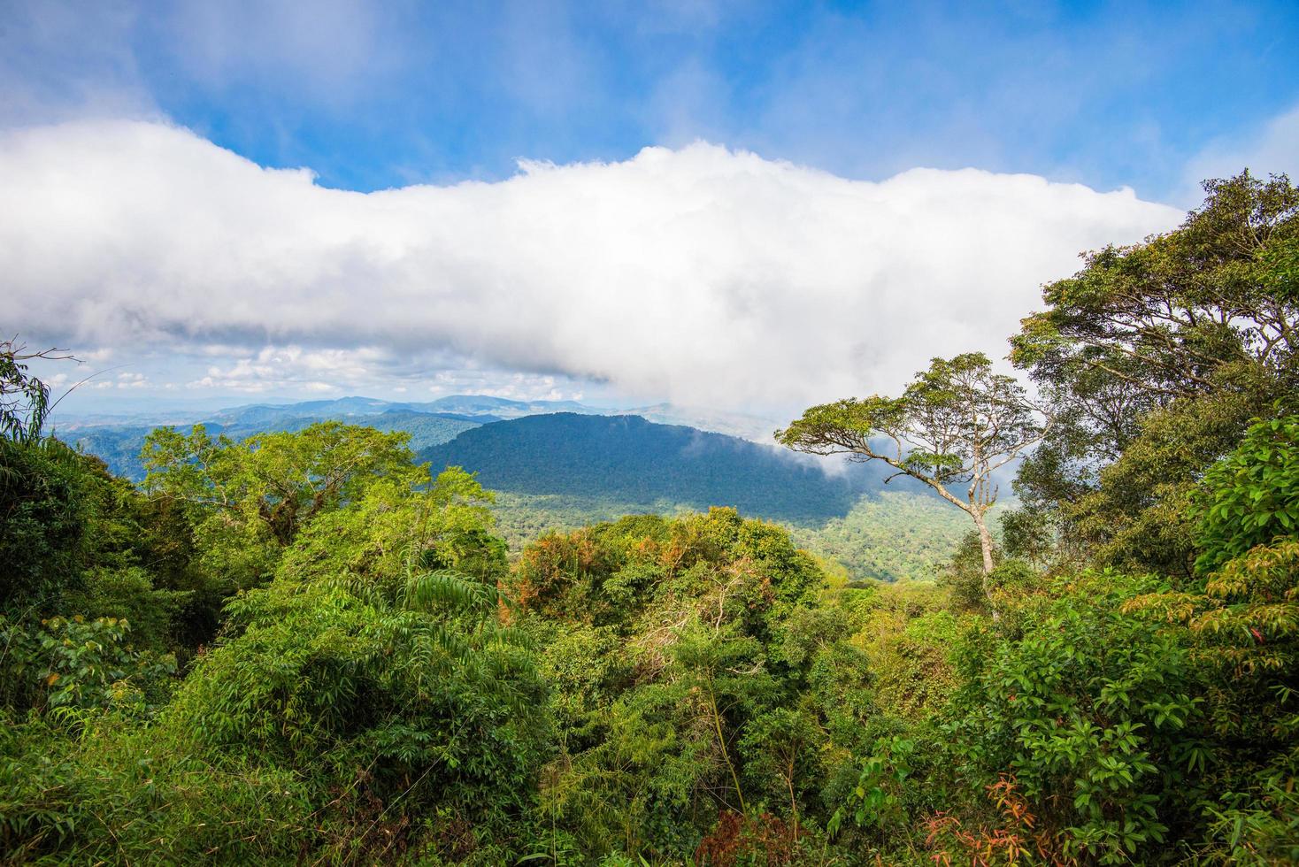 a floresta na vista de cima da montanha com grande árvore e madeira de planta verde crescendo na selva tropical foto