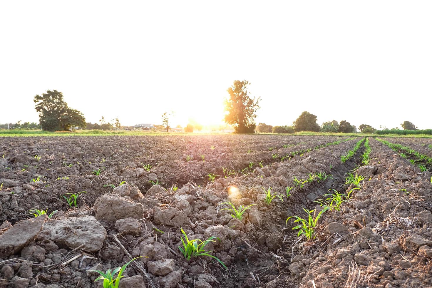 padrão de linha de campo arado e broto de milho com luz solar na zona rural ou rural, comece ou inicie o conceito de vida foto