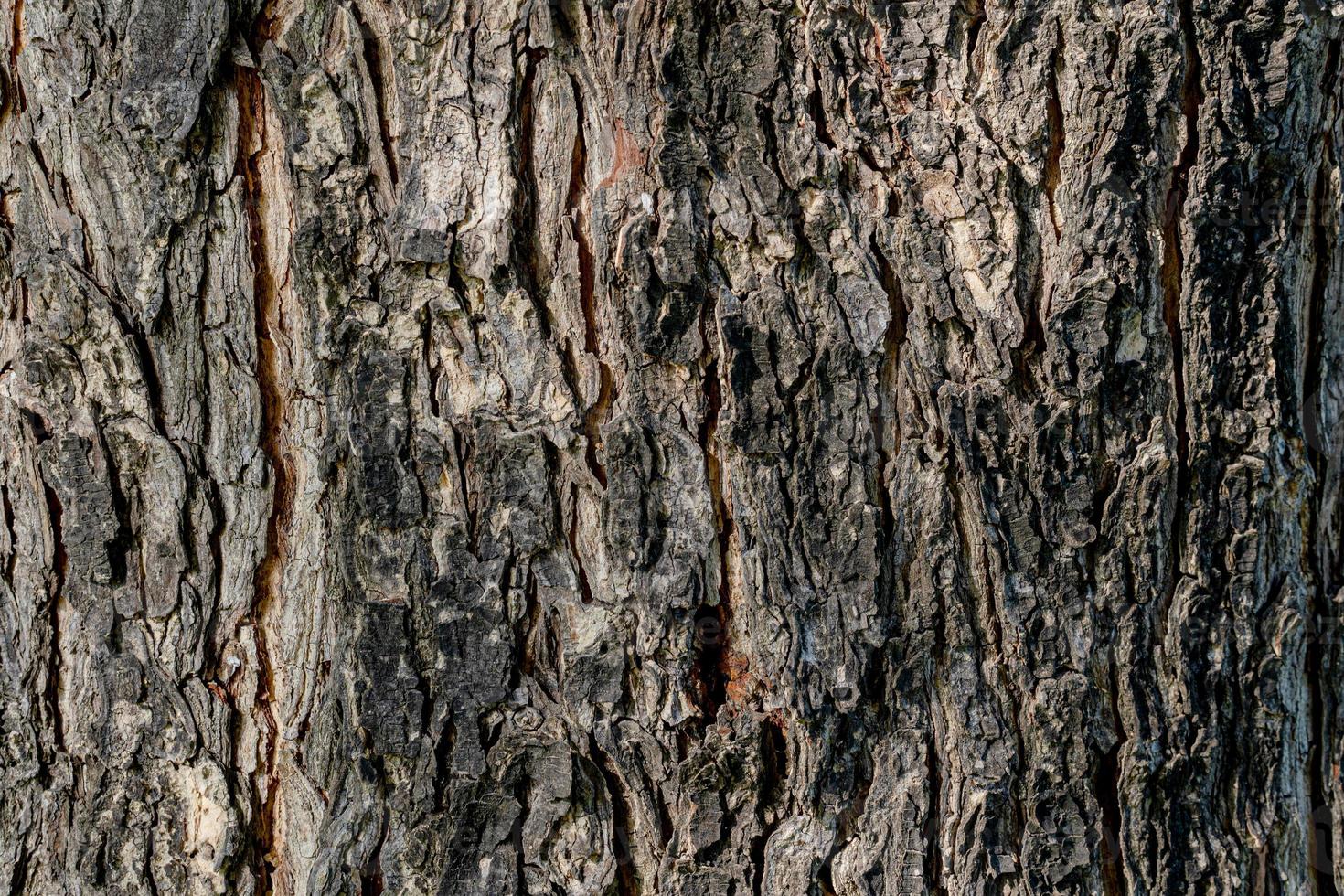 textura natural de casca de árvore foto