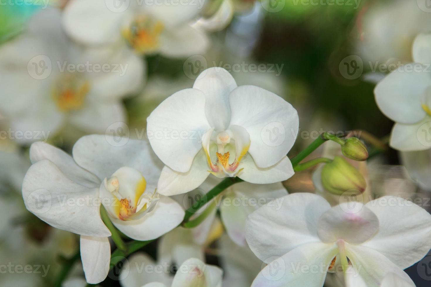 a orquídea vanda branca pálida em um fundo azul é uma flor popular da  economia de